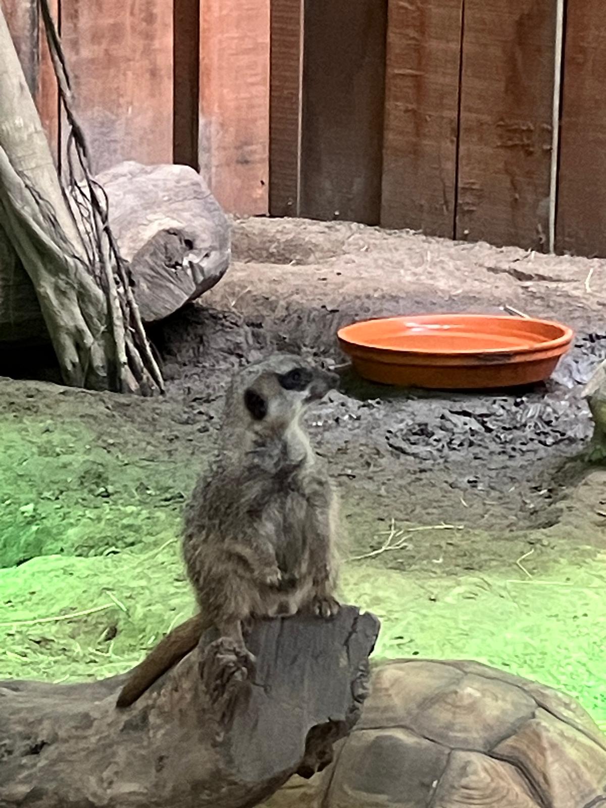 Foto 54 bij artikel "Uitje naar de Orchideenhoeve in Luttelgeest".